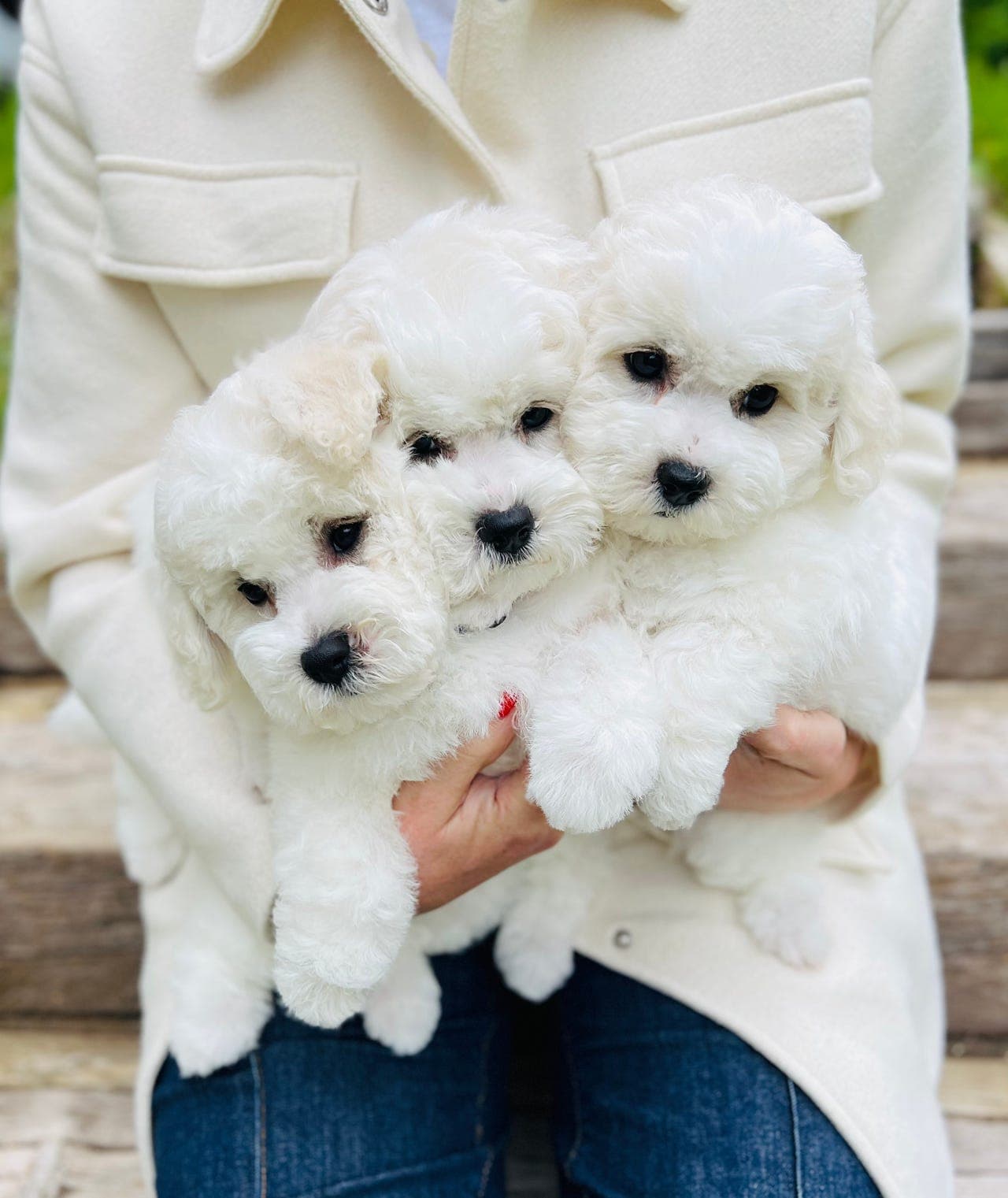 Bichon Frise valper