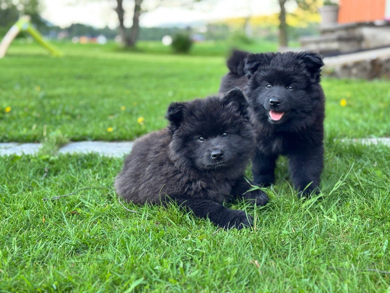 Svensk Lapphund, leveringsklar valp