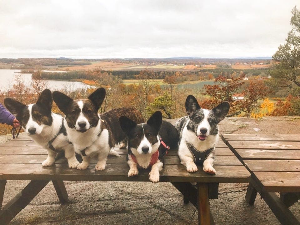 Voksen Welsh Corgi Cardigantispe søker dyktige hundefolk til spennende teamwork