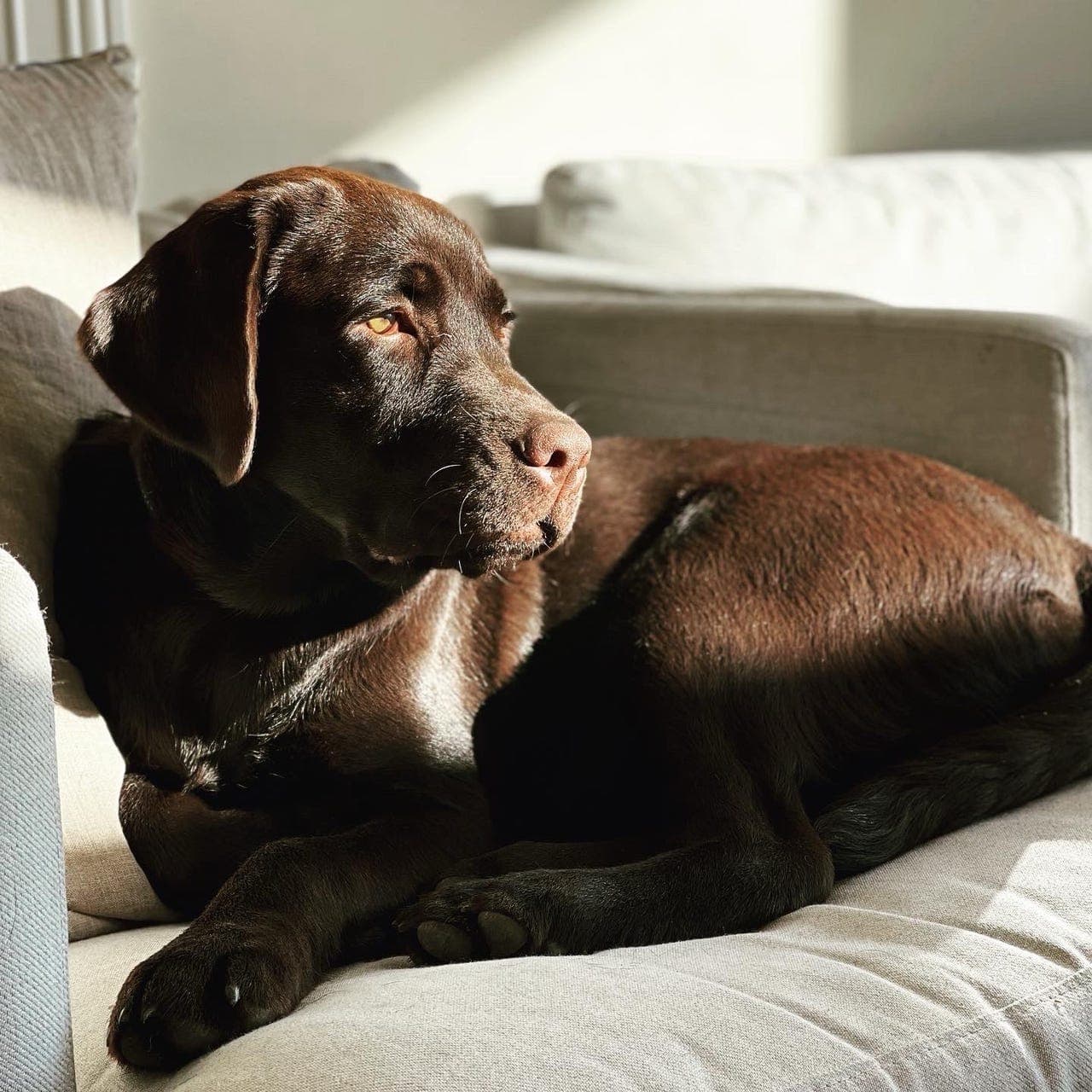 Søker omplasseringshjem til labrador retriever