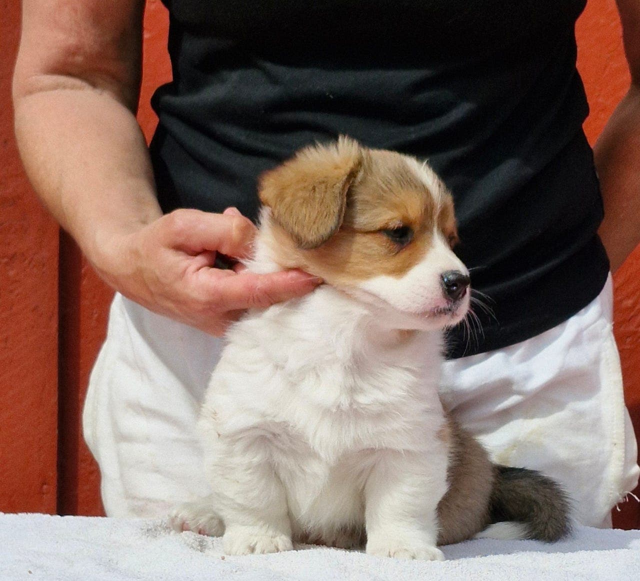 Welsh corgi cardigan tispe