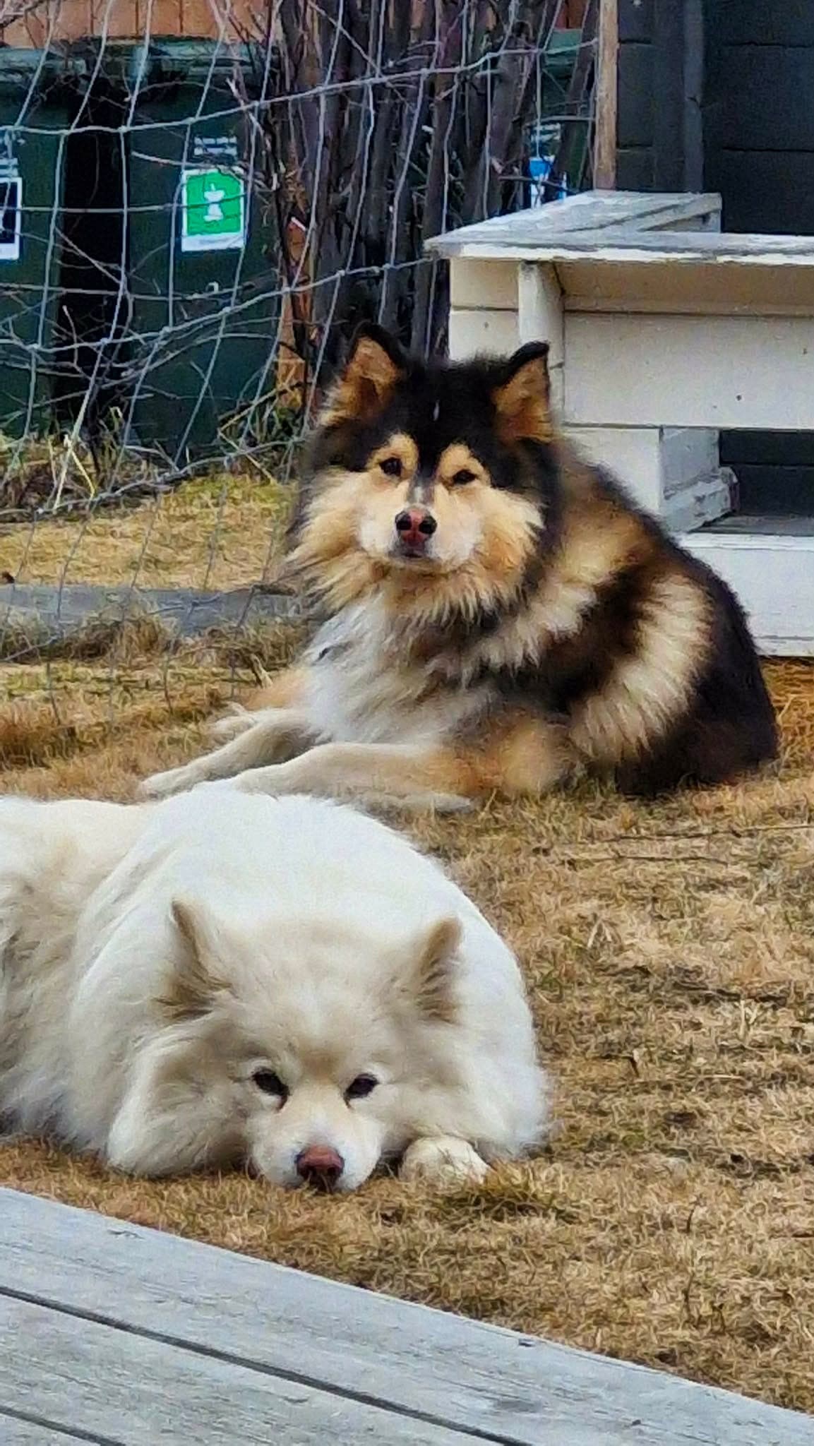 Finsk lapphundvalper