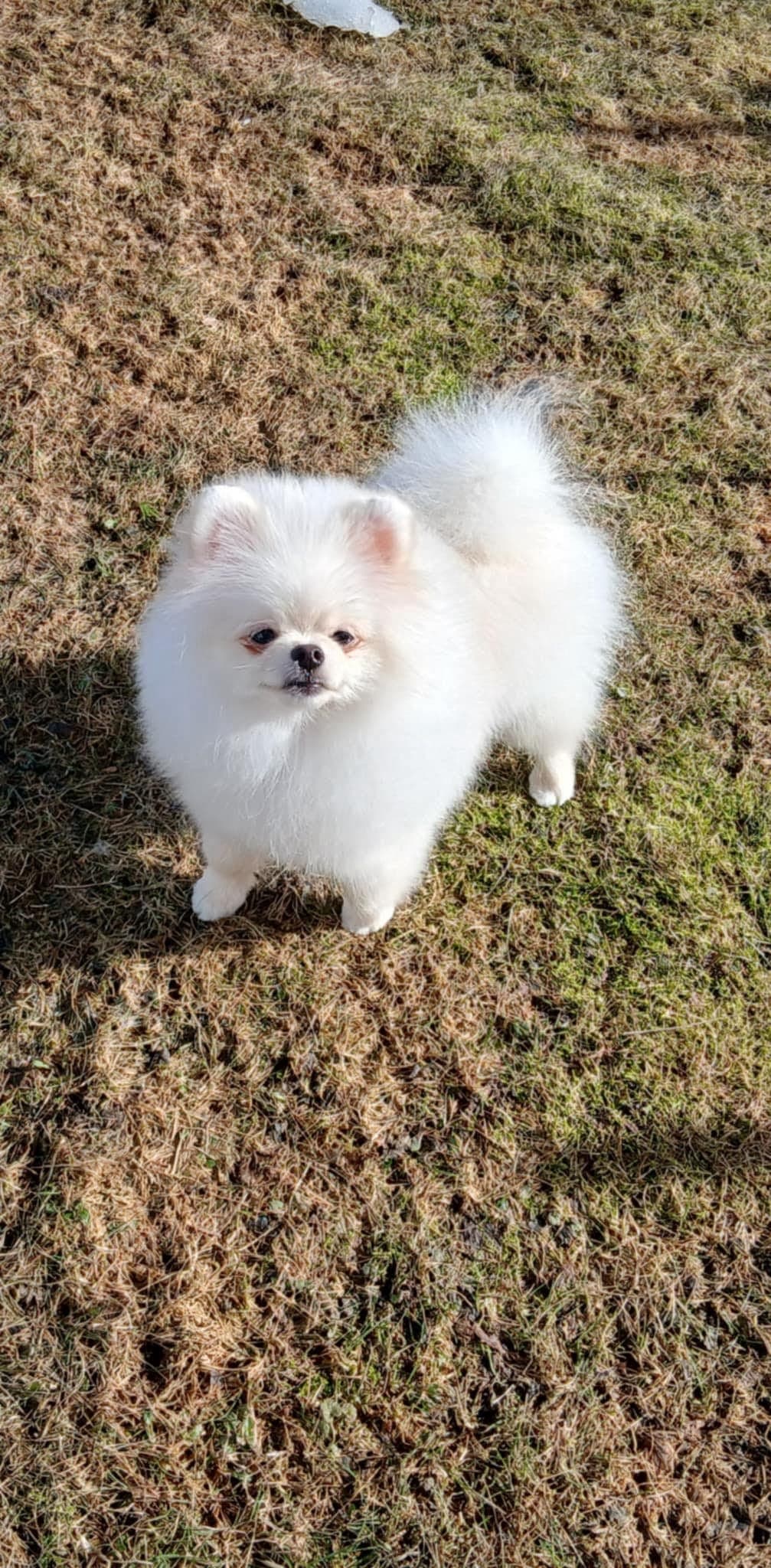 Pomeranian