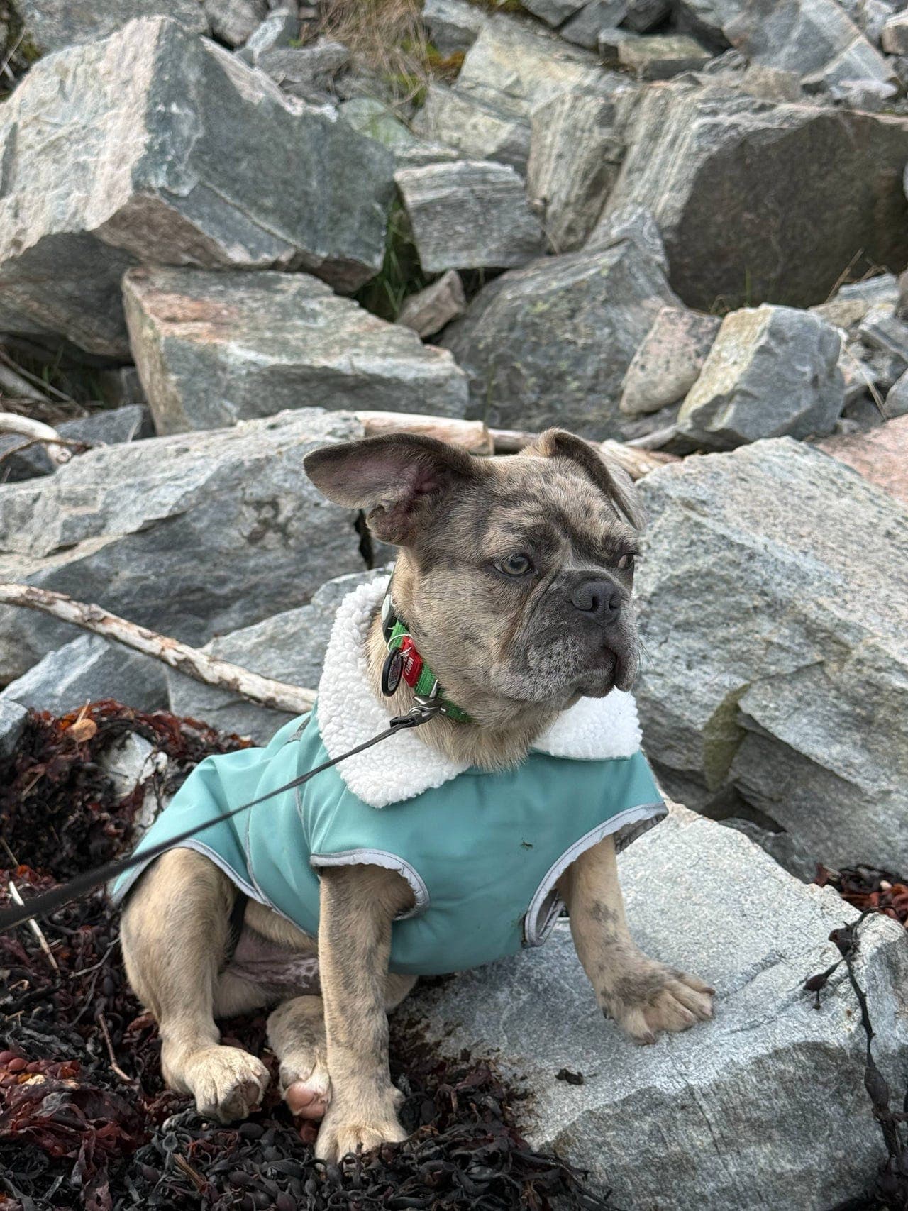 Fransk bulldog