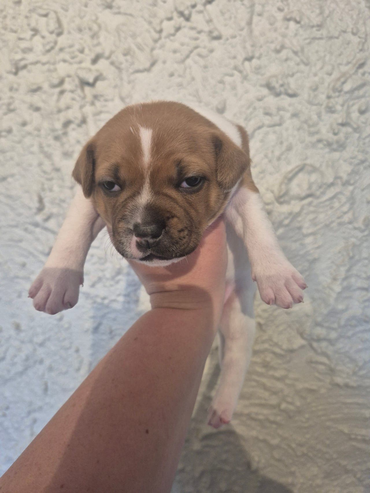 Staffordshire bullterrier tispe
