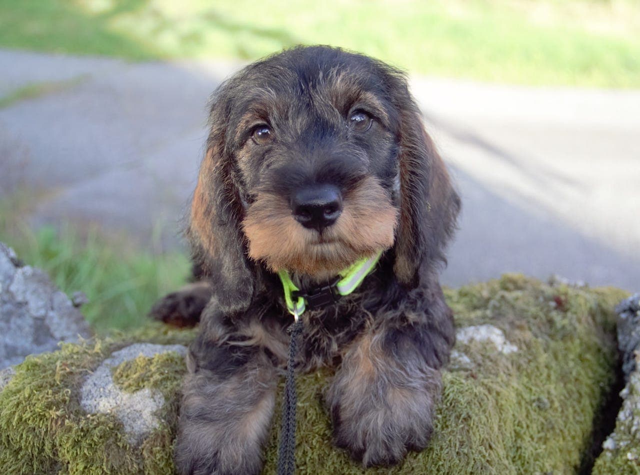 Strihåret Dachshund Standard