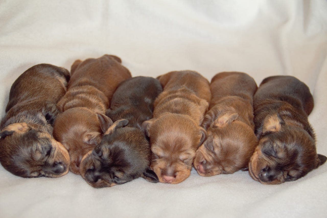 Strihåret Dachshund Standard