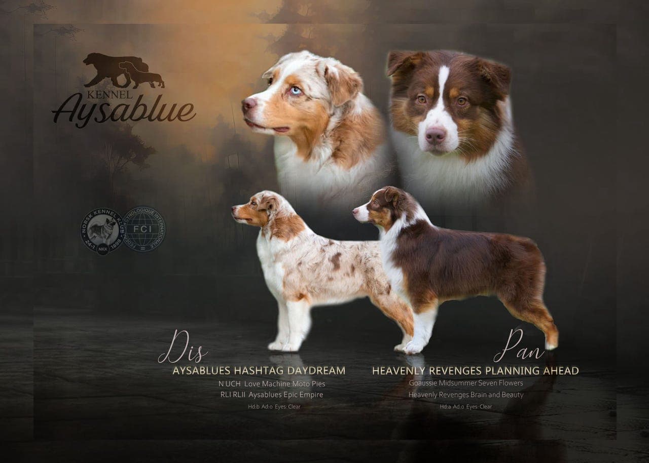 Australian Shepherd-valper ventes slutten av juni 🐾