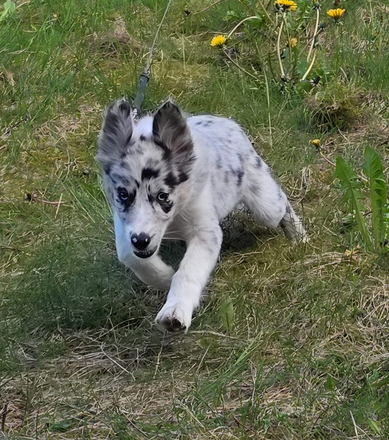 Border collie hanvalp