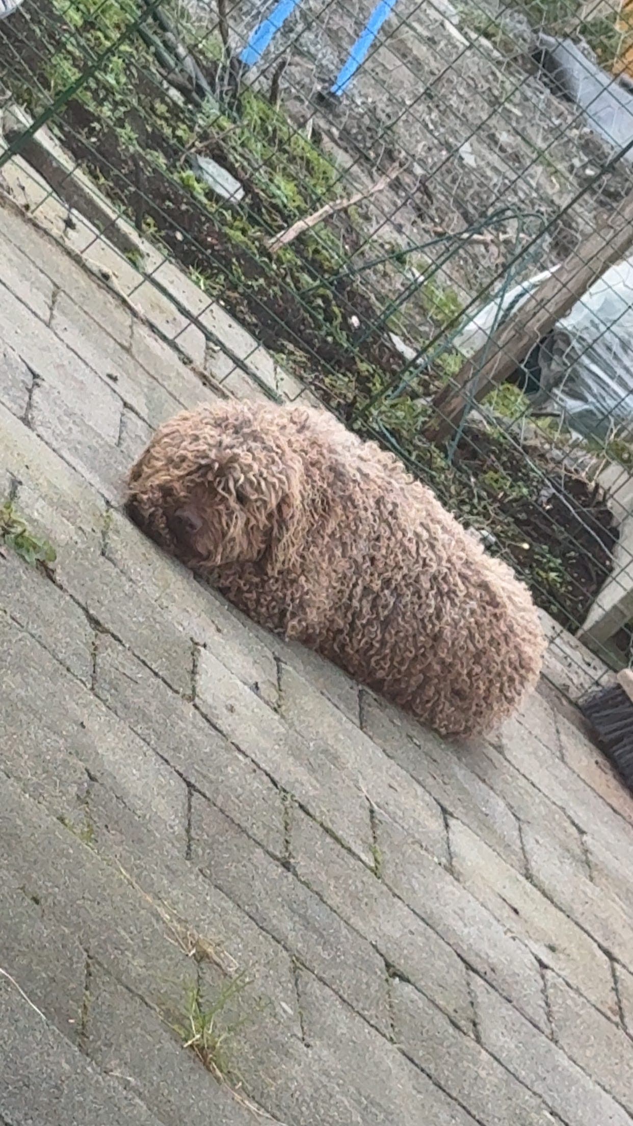Verden søteste spansk vannhund hann søker forvert 💙