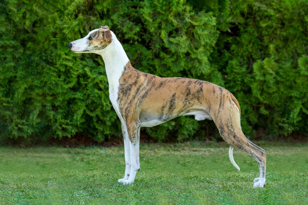Whippetvalper