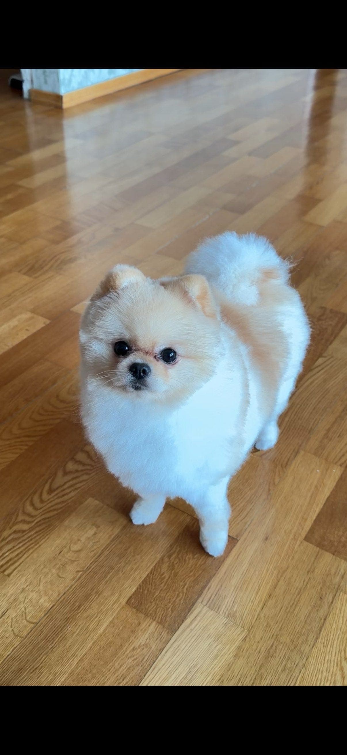 1 år gammel pomeranian hannhund omplasseres