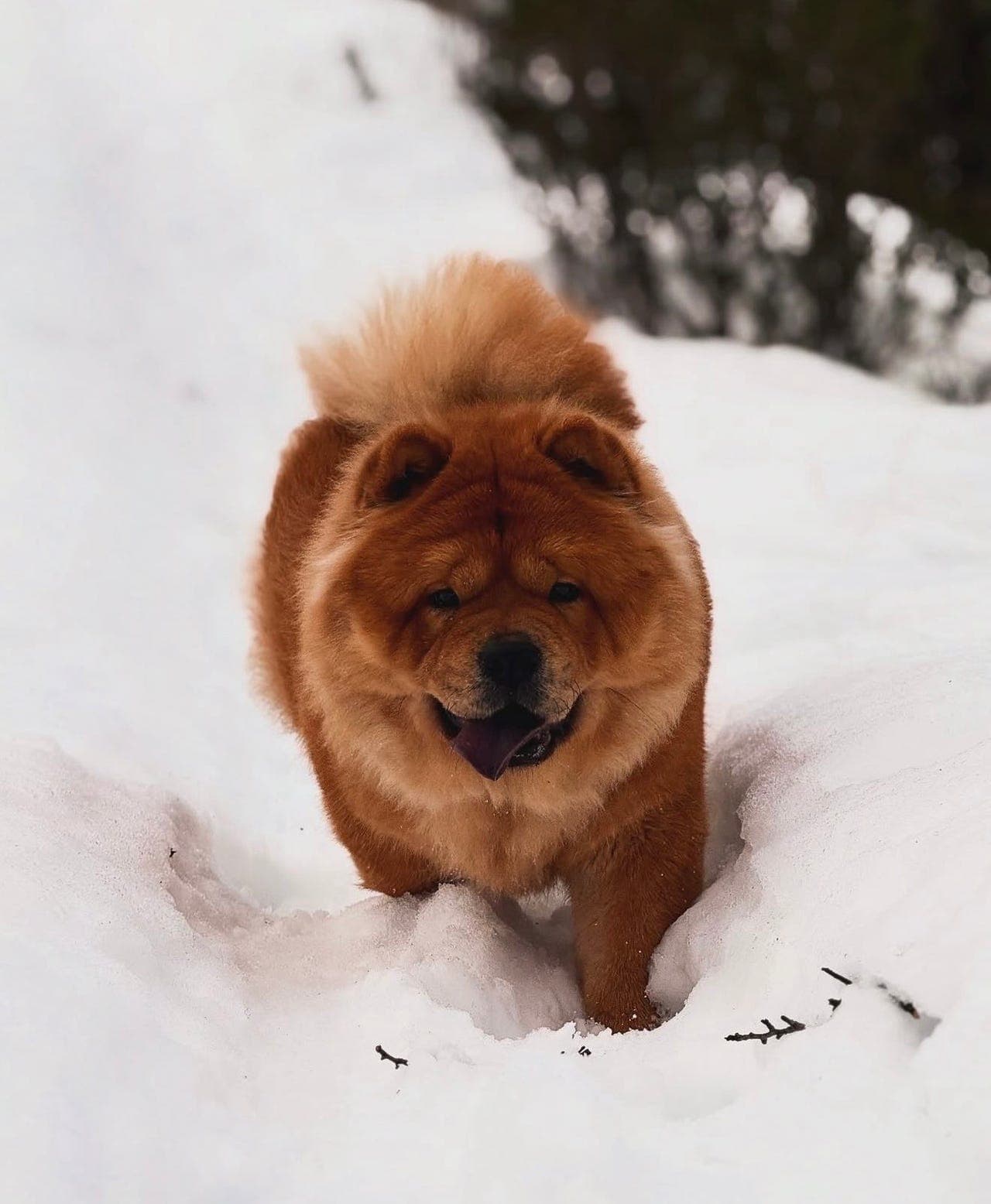 Chow Chow tispe 🌼
