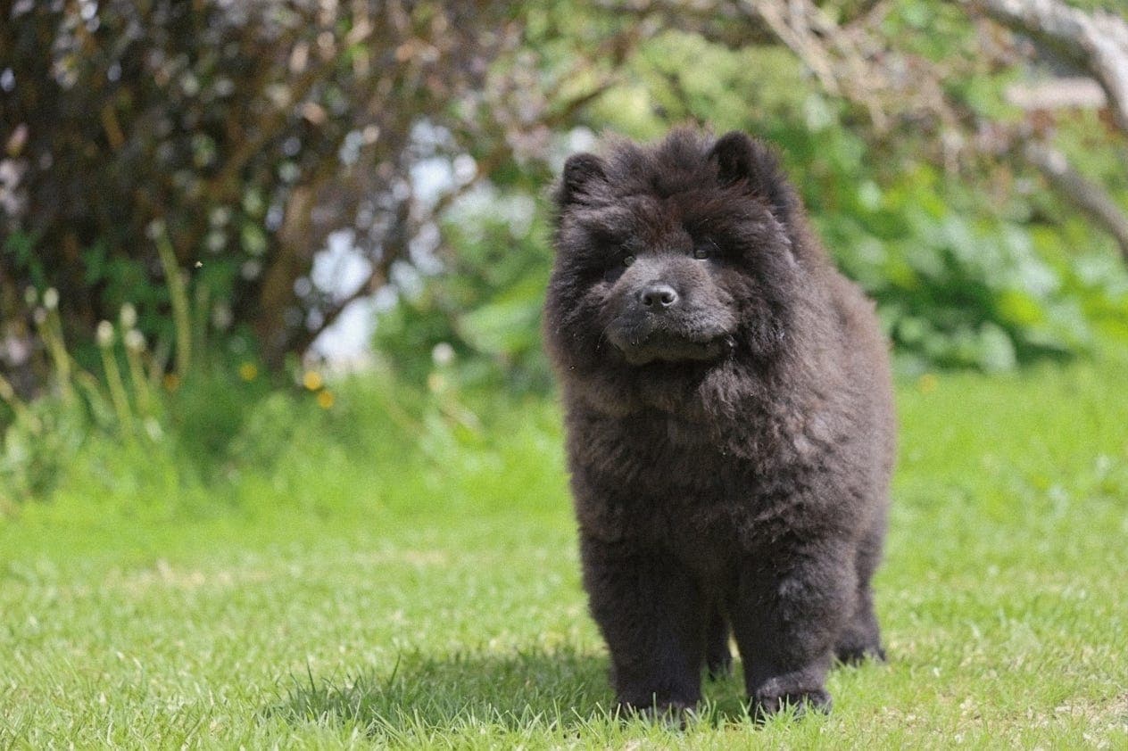 Chow chow tispe