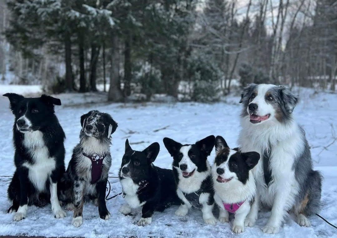 Trivelig  og nydelig Welsh Corgie tispe.