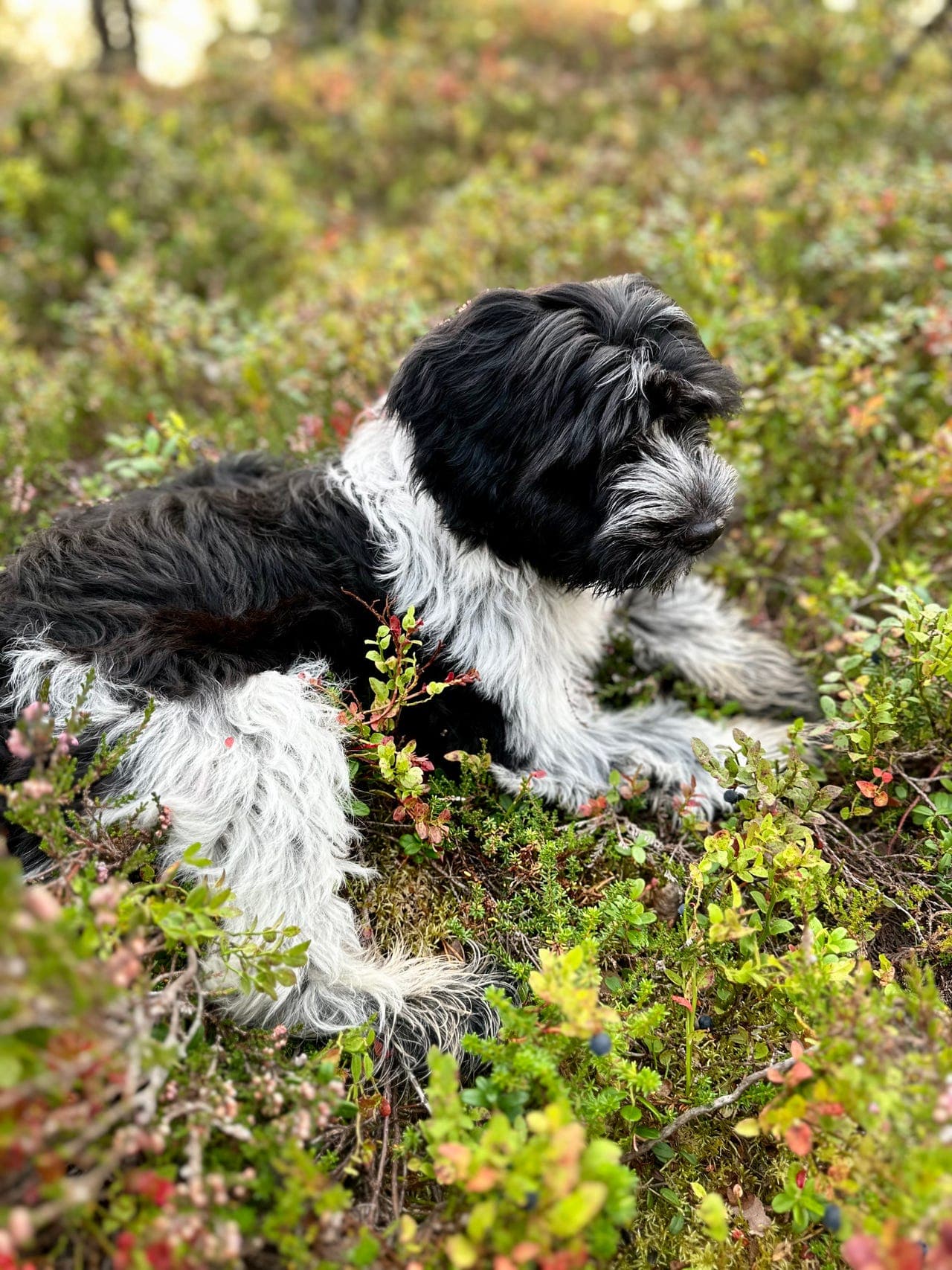 Schapendoes valper selges