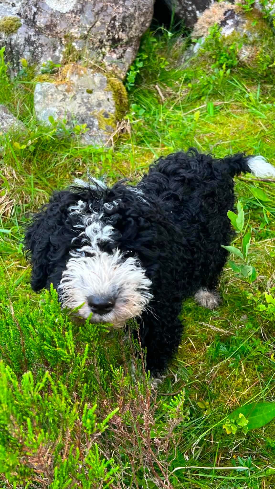 Spansk vannhund gutt søker forvert ❤️
