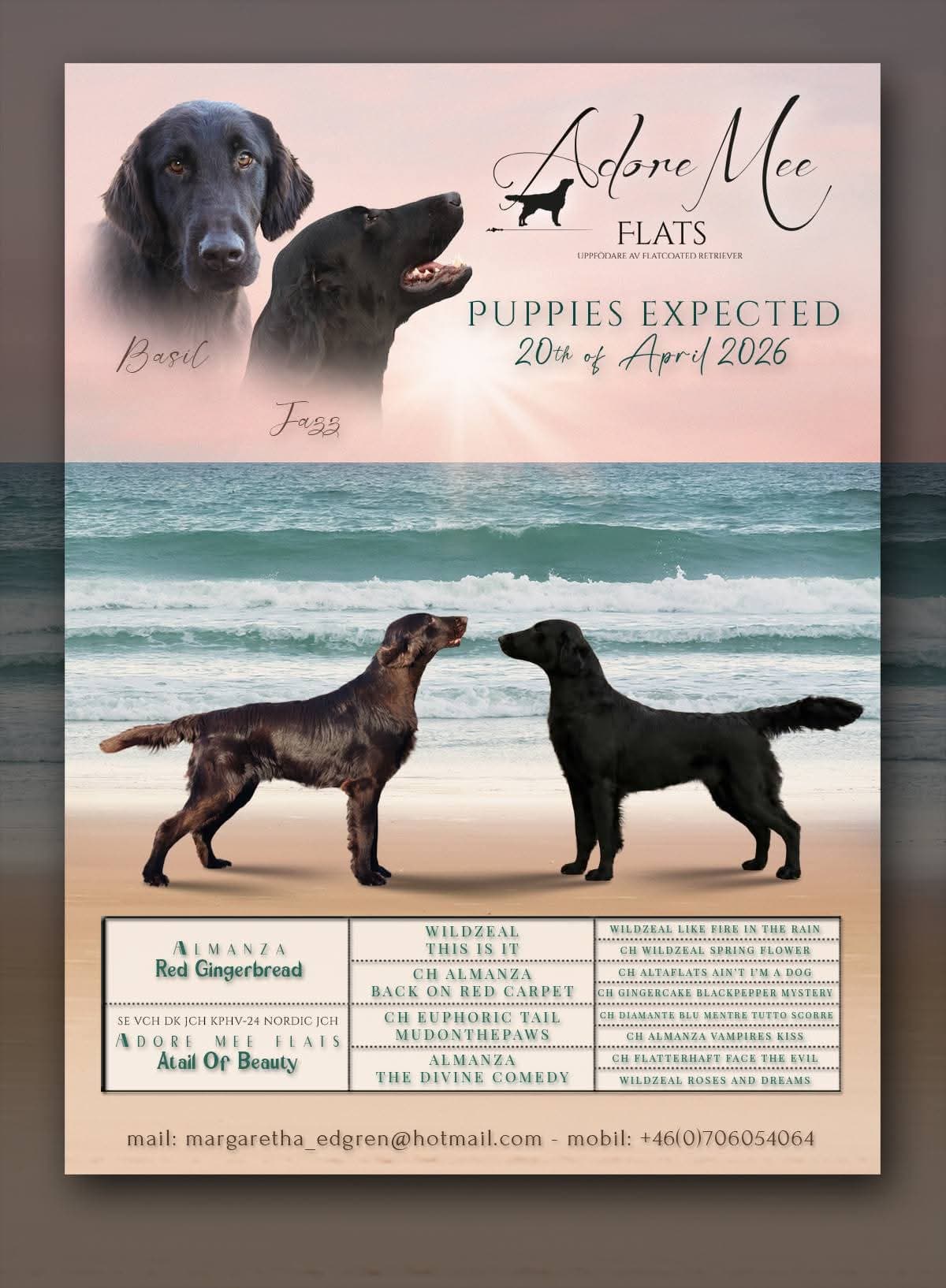 Flatcoated Retriever-valpar Leveransklara  tidigast 18. juni.