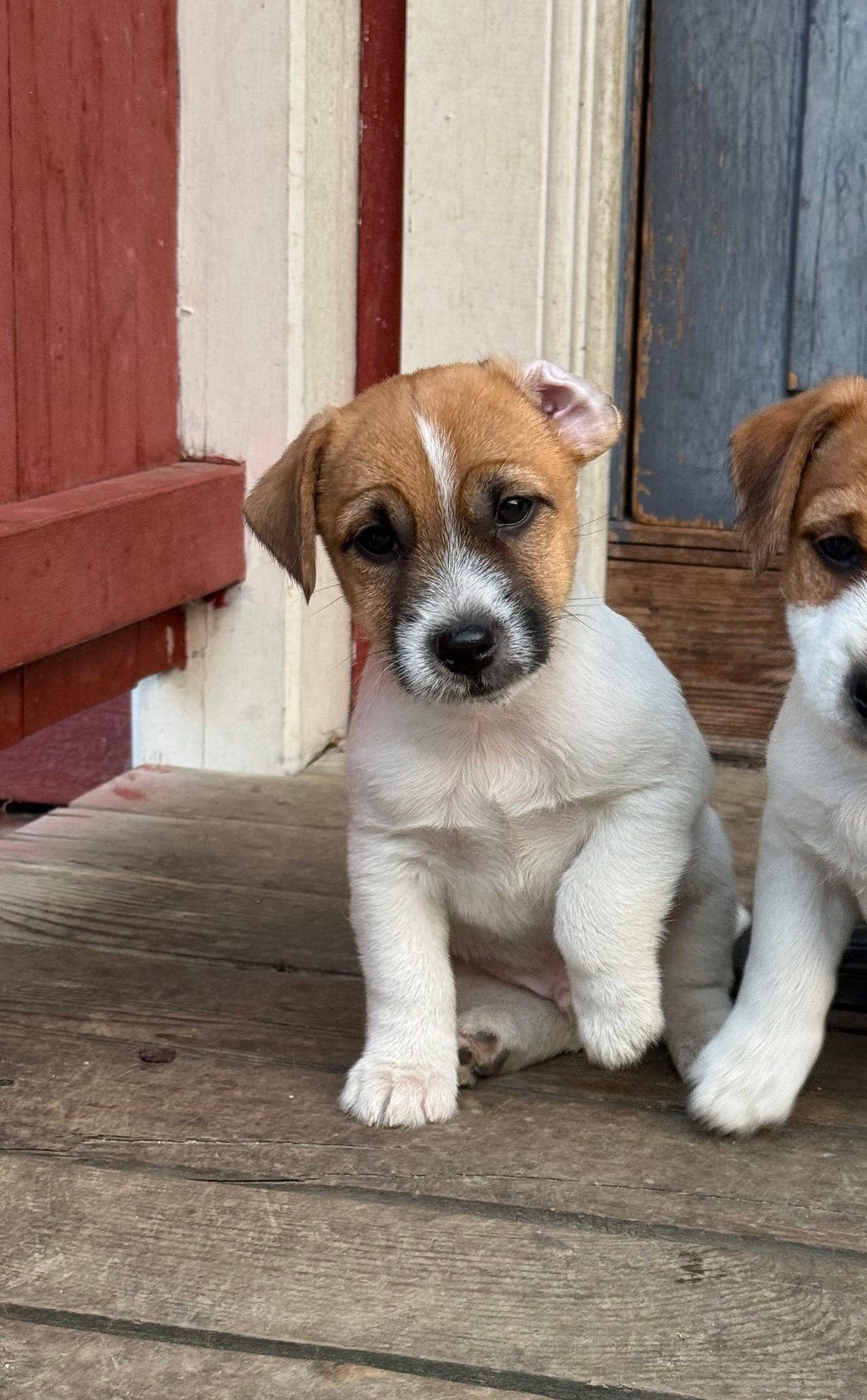 Jack Russell Terrier hannvalp