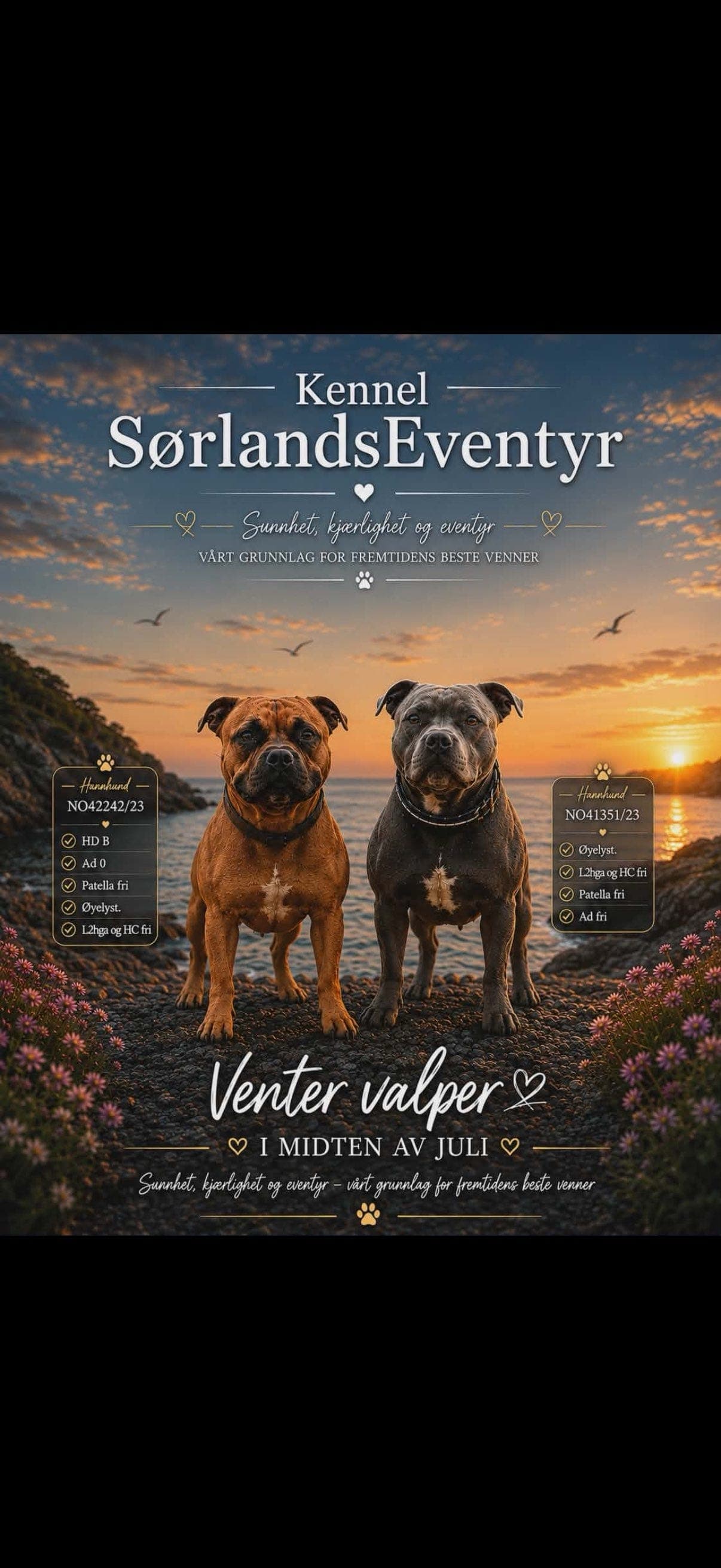 Staffordshire Bull Terrier