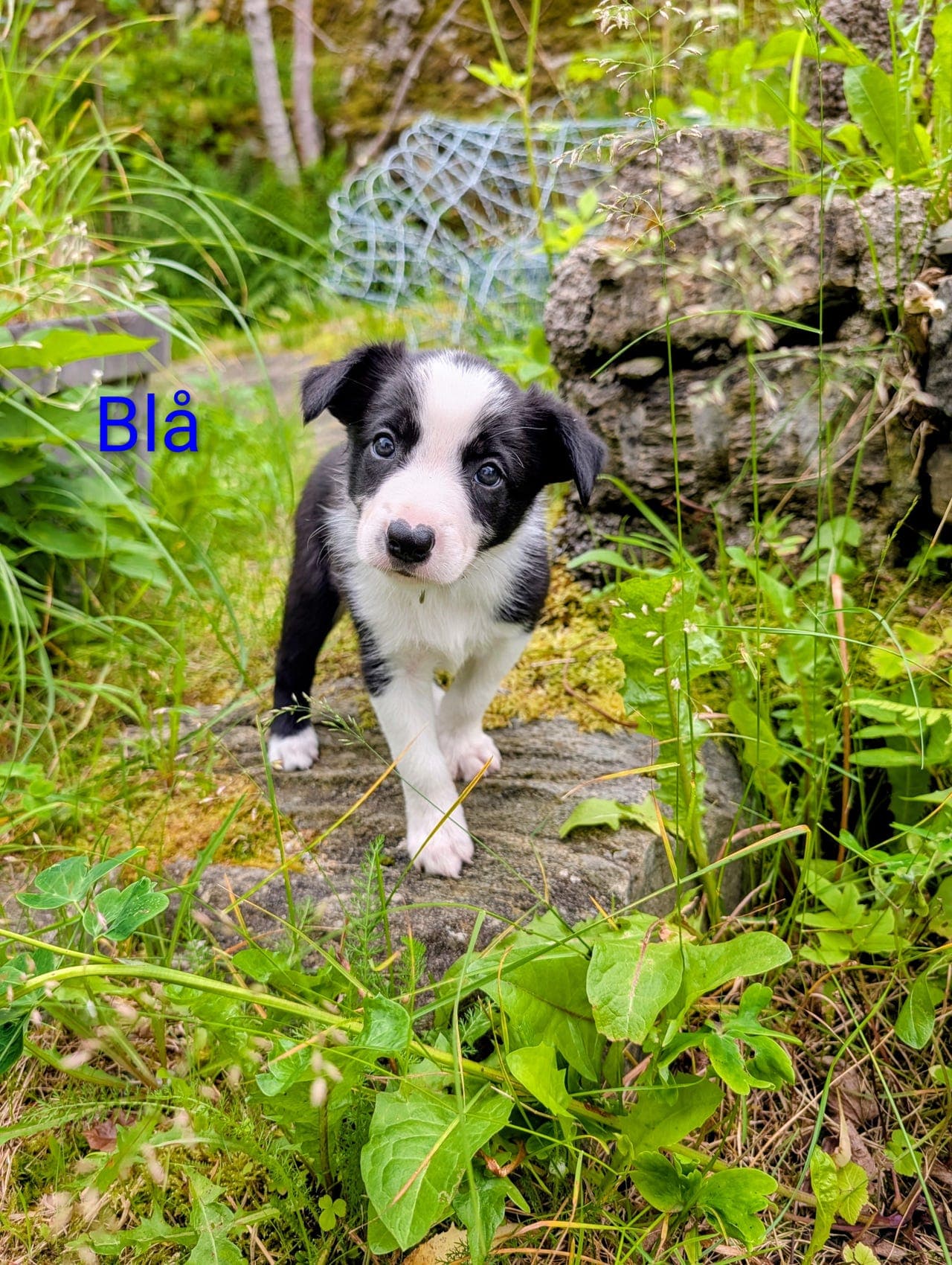 Border collie valper