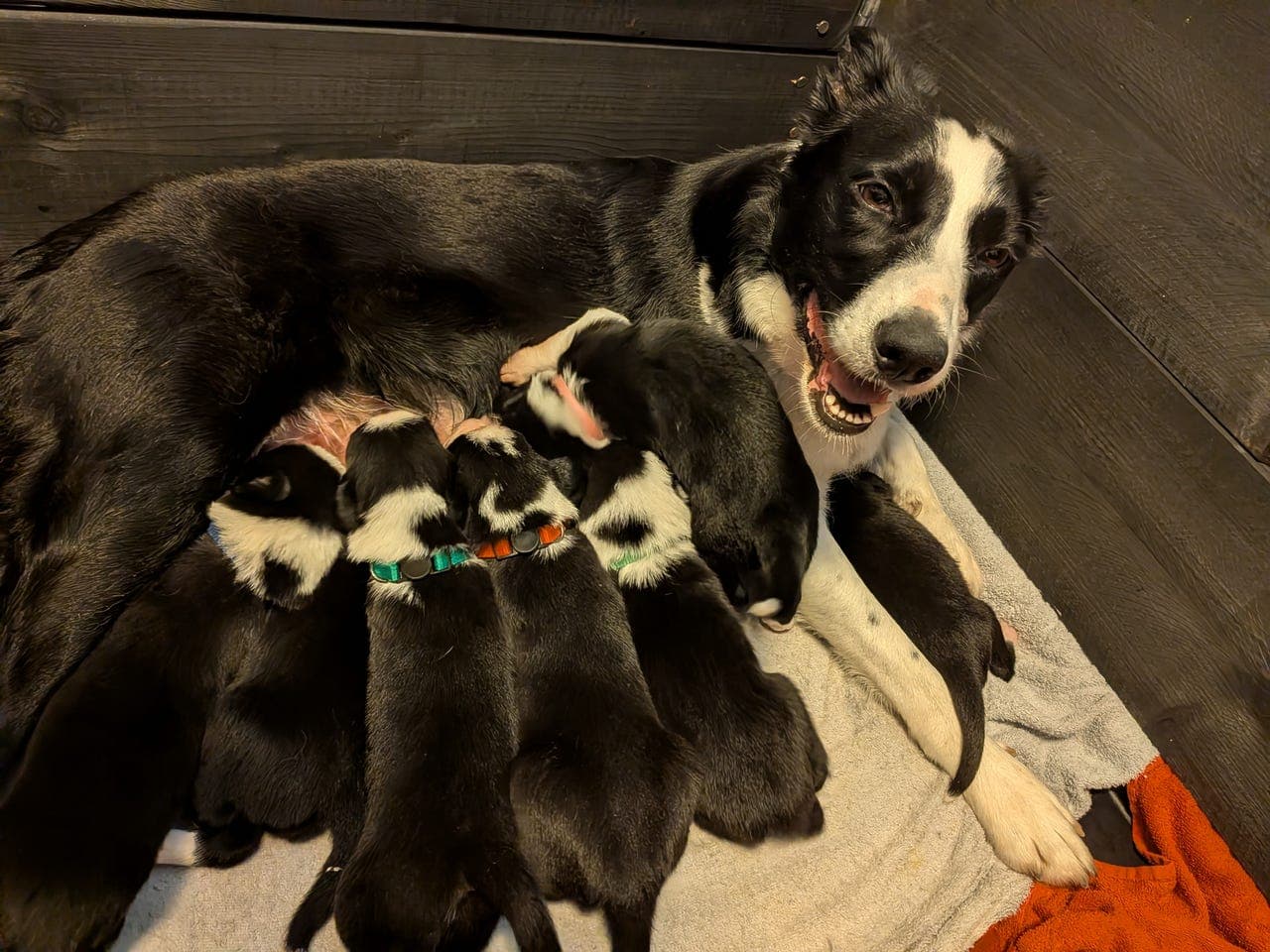 Border collie valper