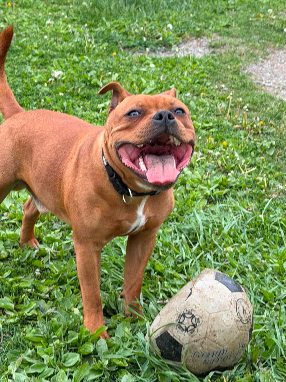 Staffordshire bull terrier