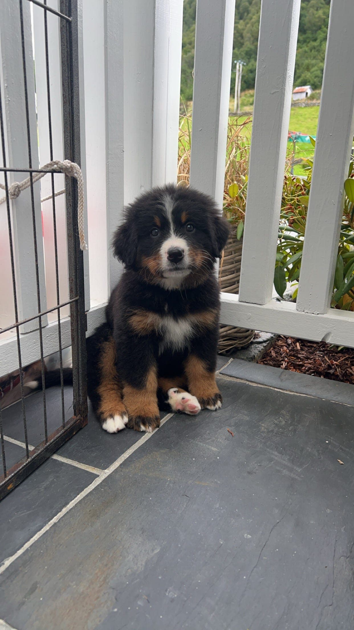Berner sennen valper