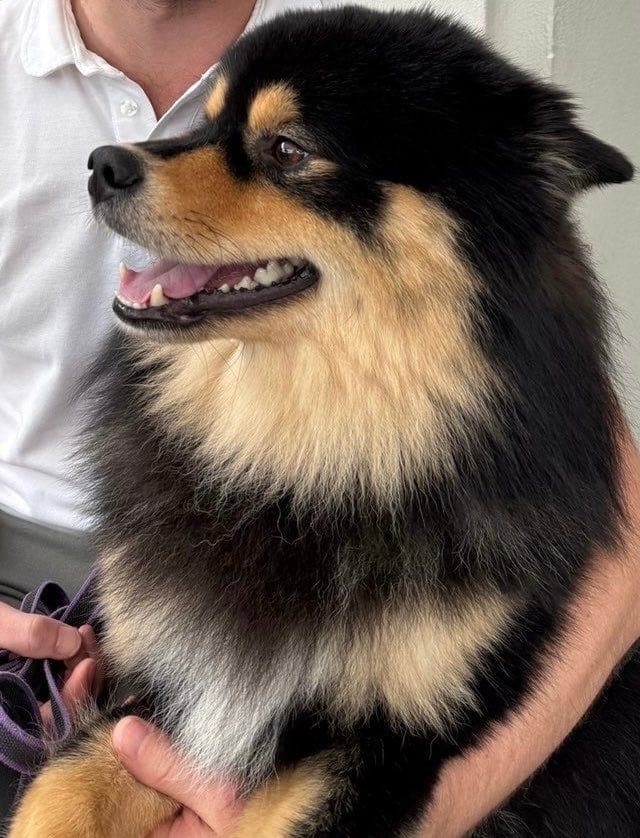 Finsk lapphund gutt trenger nytt forvertshjem