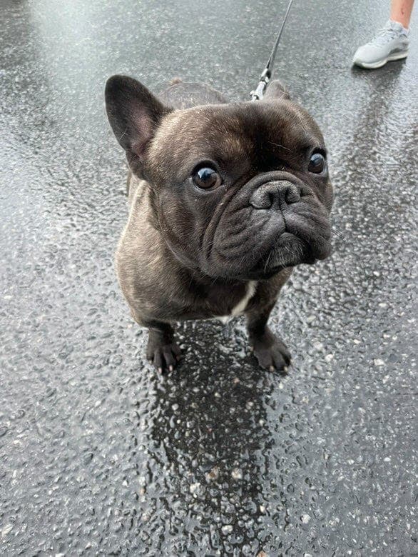 Herlig fransk bulldog (gutt, 2 år) søker et nytt og kjærlig hjem