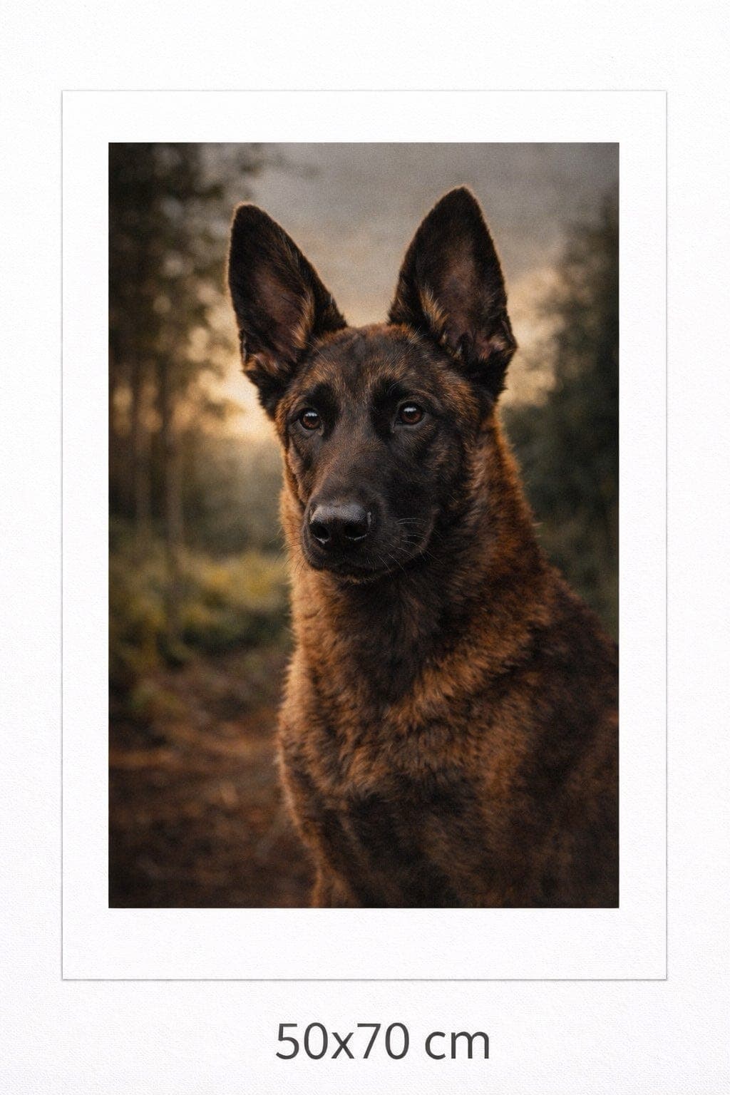 Omplassering:  Belgisk Fårehund  Malinois