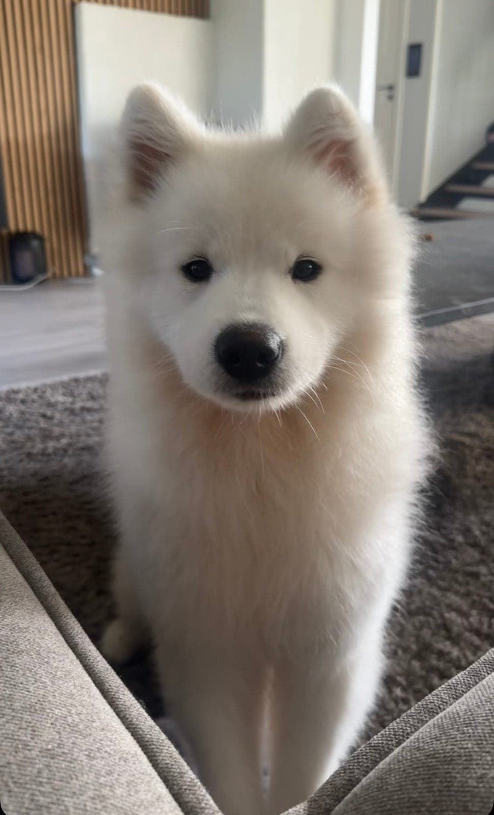 🐾 2 år gammel samojedtispe søker nytt, trygt hjem