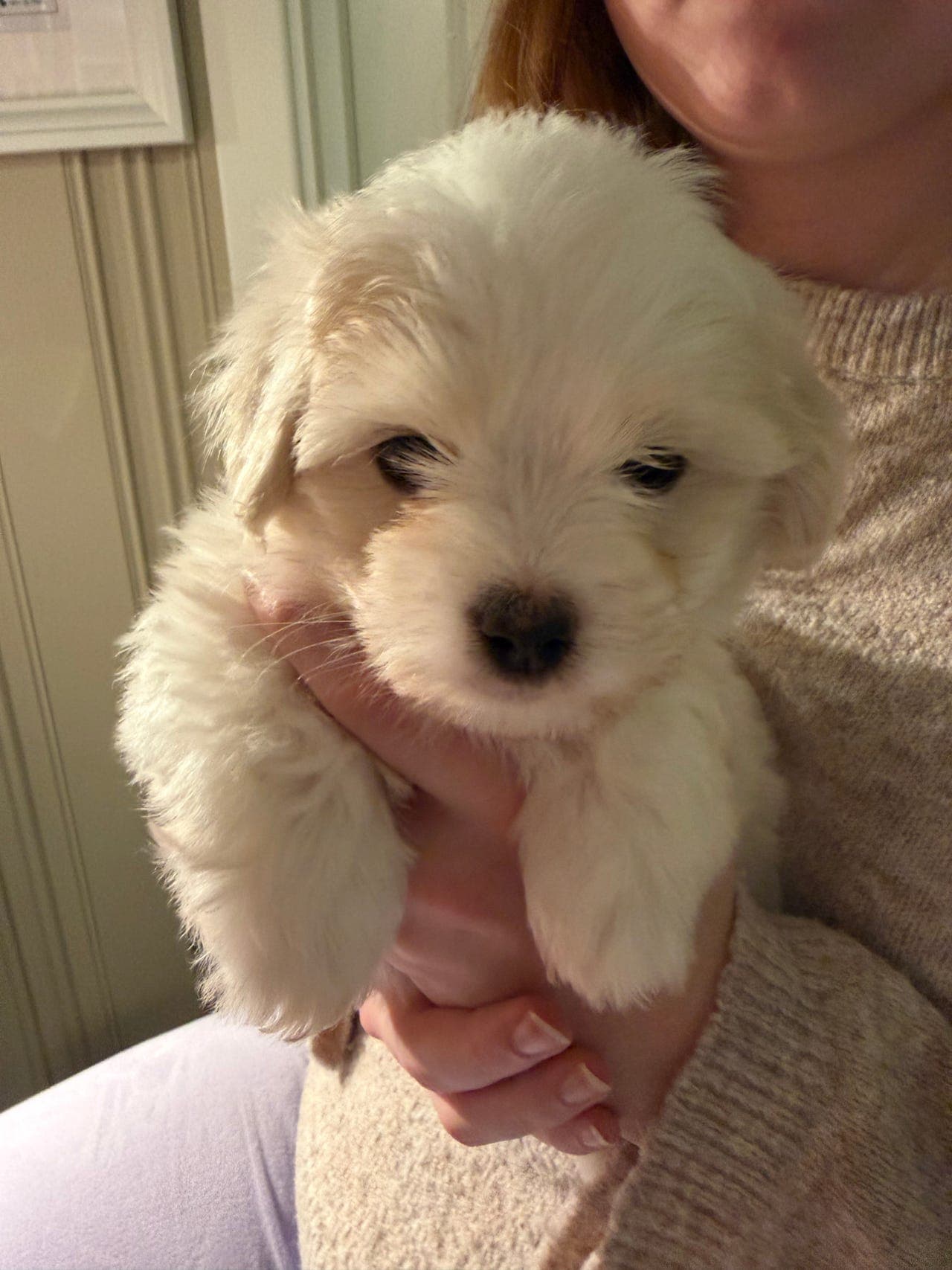 Coton De Tulear gutt til salgs( allergivennlig)