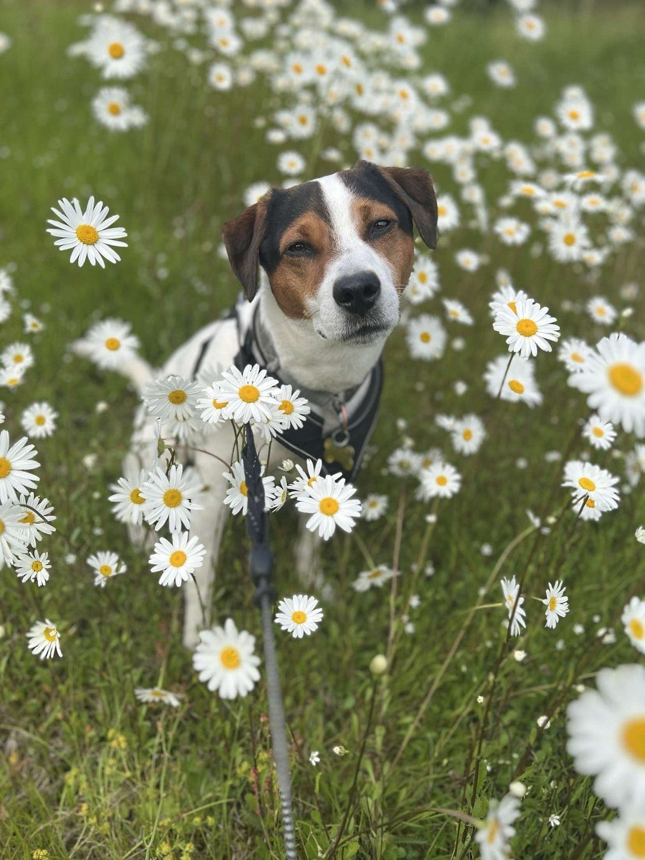 Hanhund på 6 år