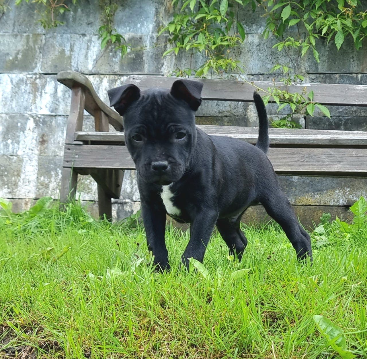 Leveringsklar Staffordshire bull terrier gutt på snart 12 uker ønsker fôrvert