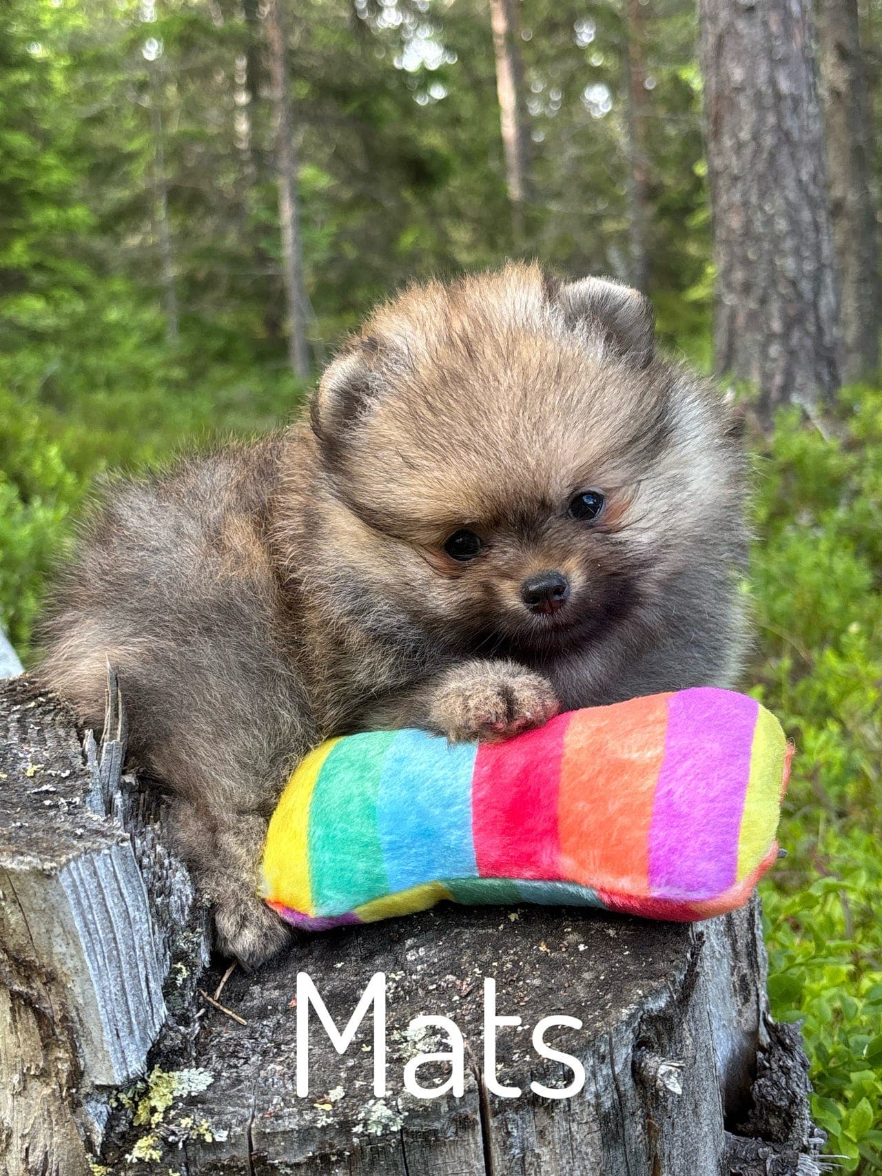NKK registrert Pomeranian hannvalp