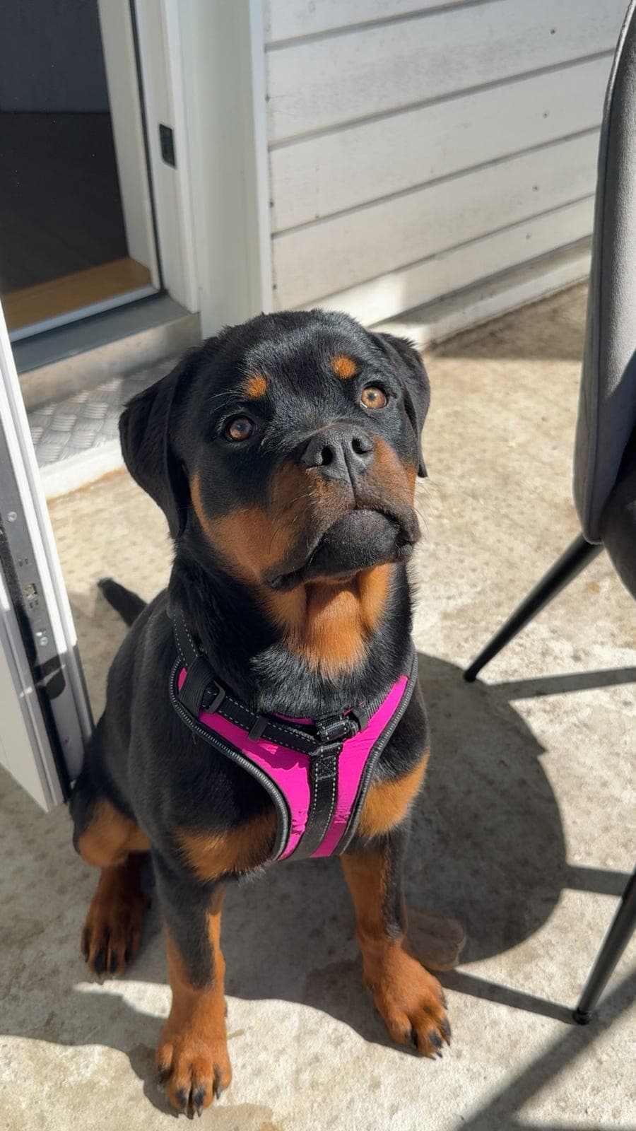 6mnd gammel rottweiler tispe