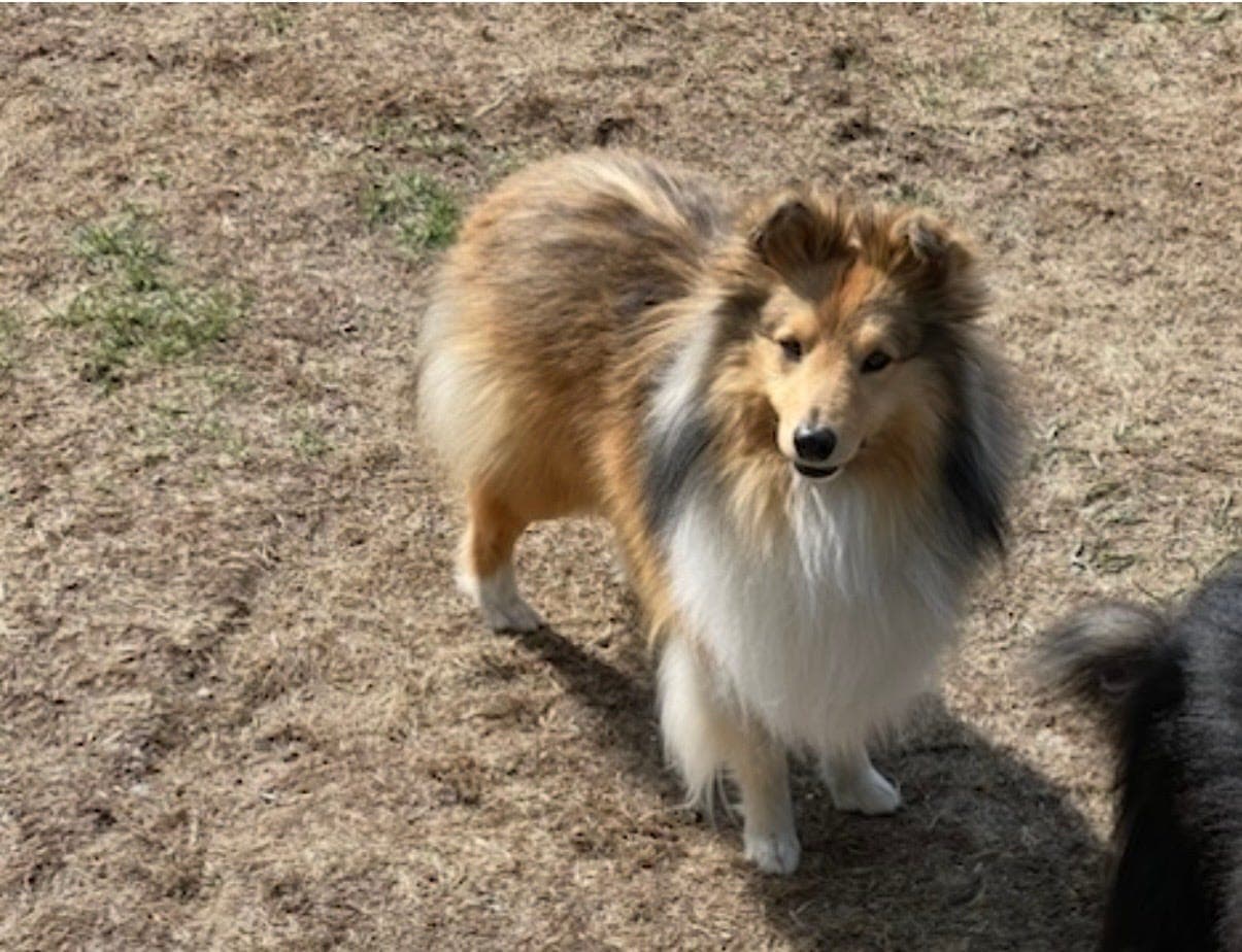 Shetland Sheepdog