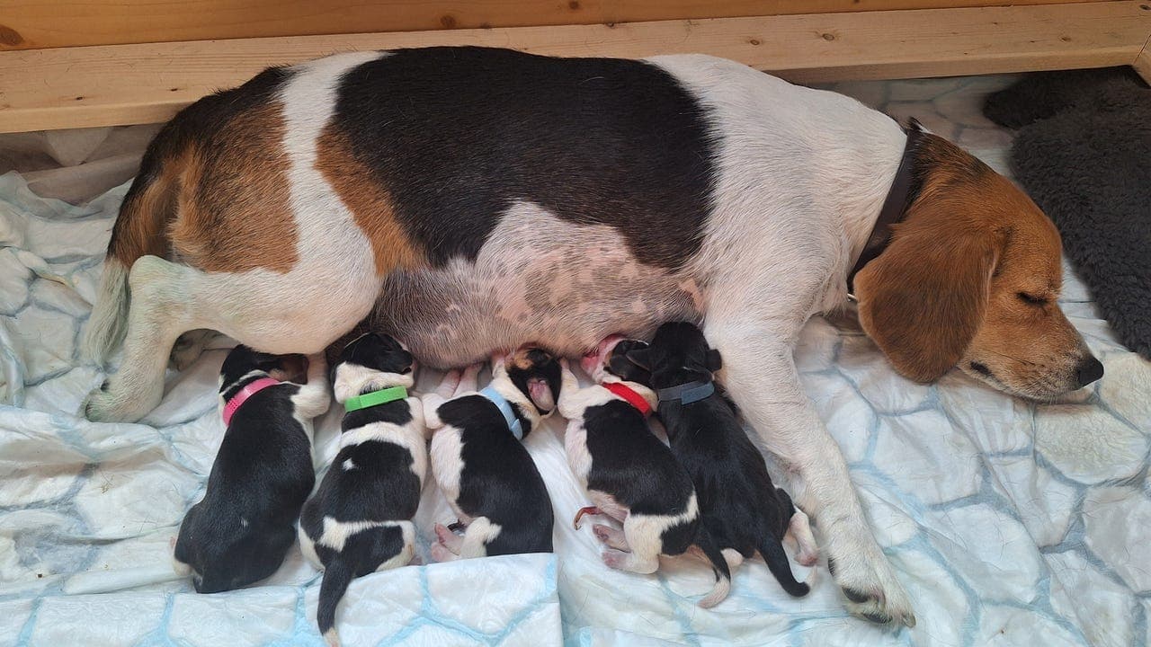 Beagle valper, leveringsklar i september!