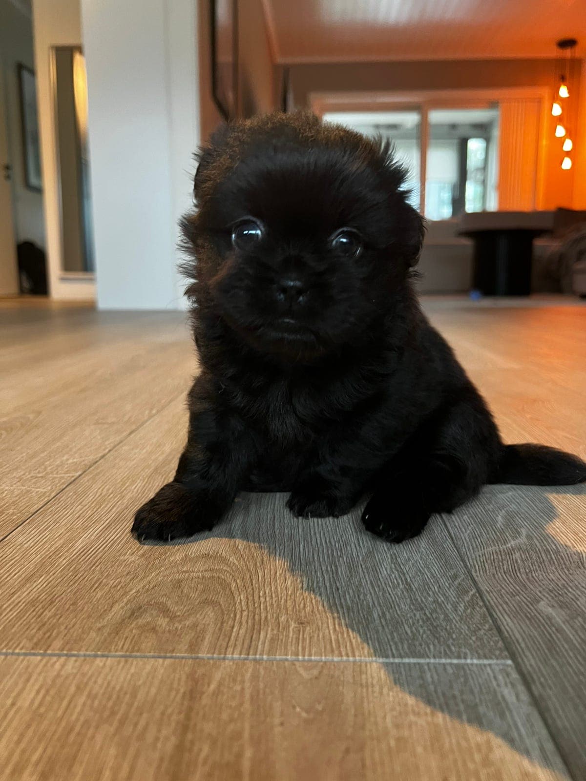 Tibetansk Spaniel-valper🐾
