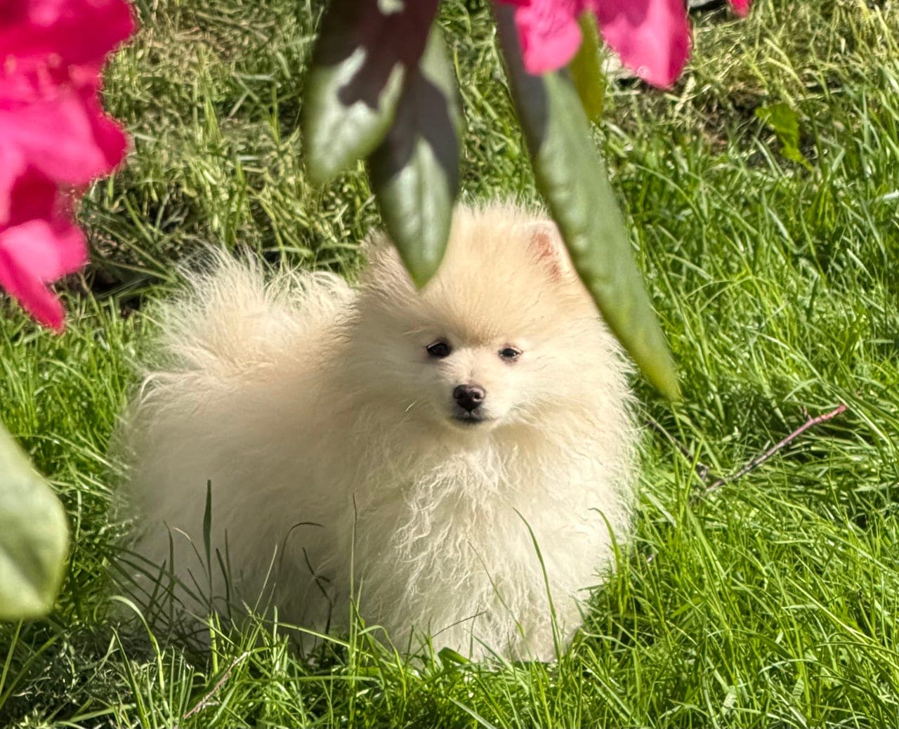 Kleinspitz