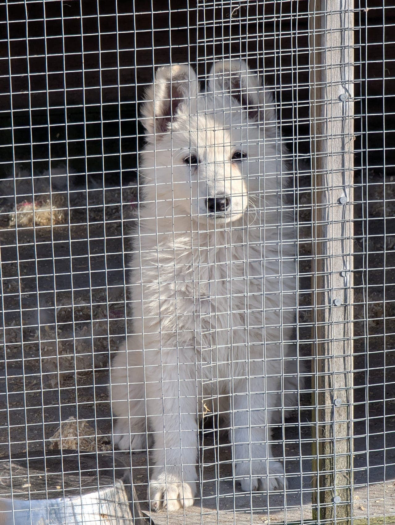 Hvit gjeterhund