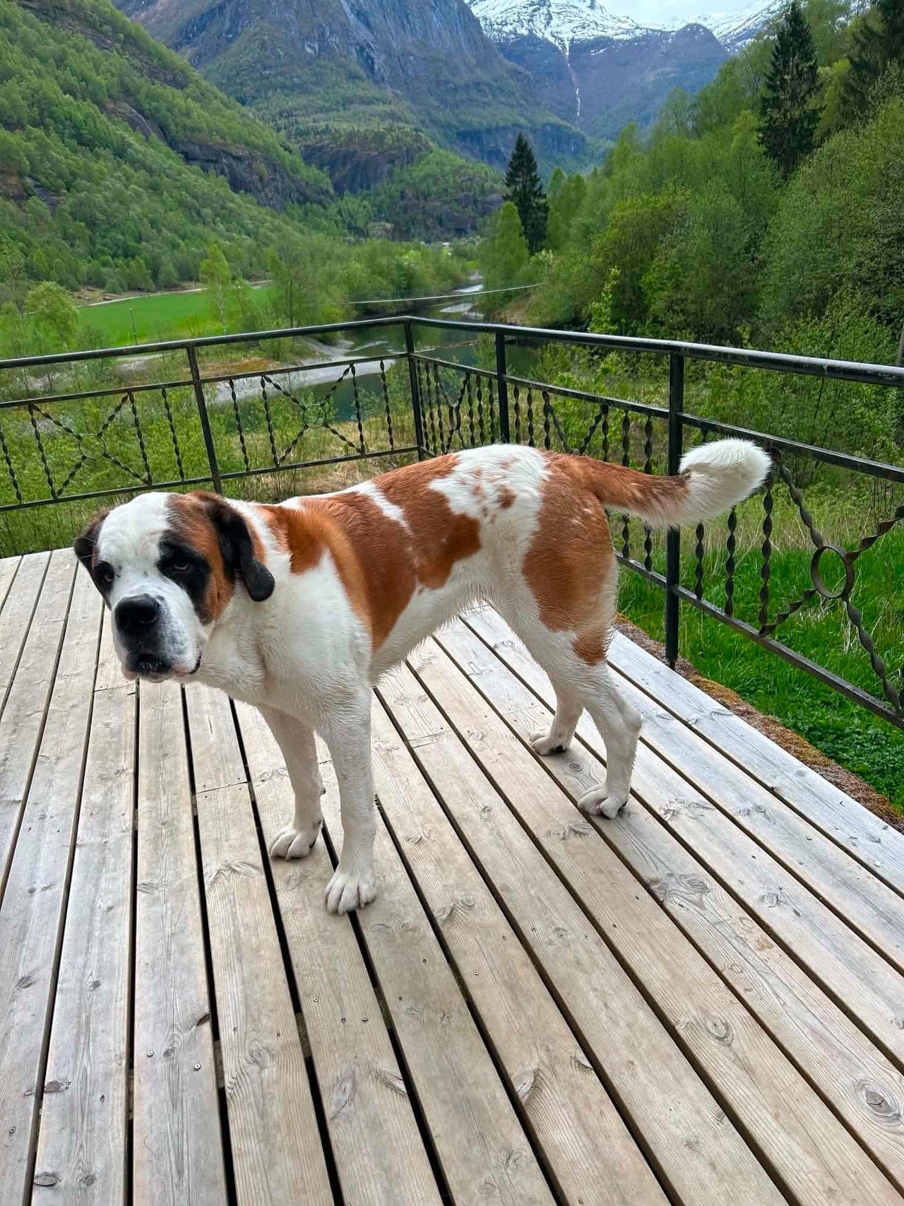 Sankt Bernhardshund korthåret tispe
