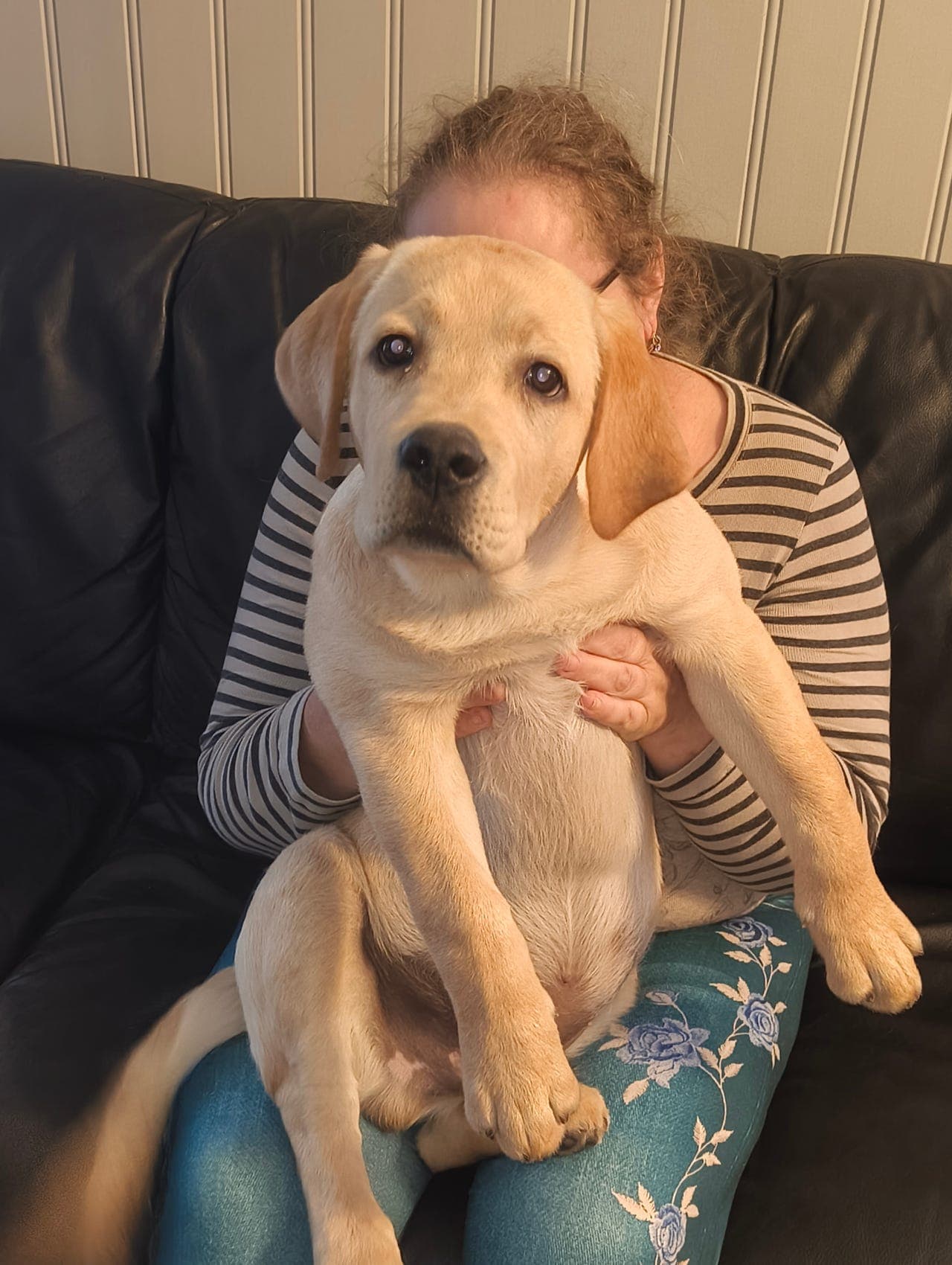 Nydelig Labrador retriever valper