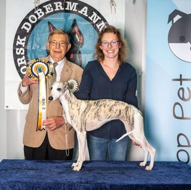 Whippet valper
