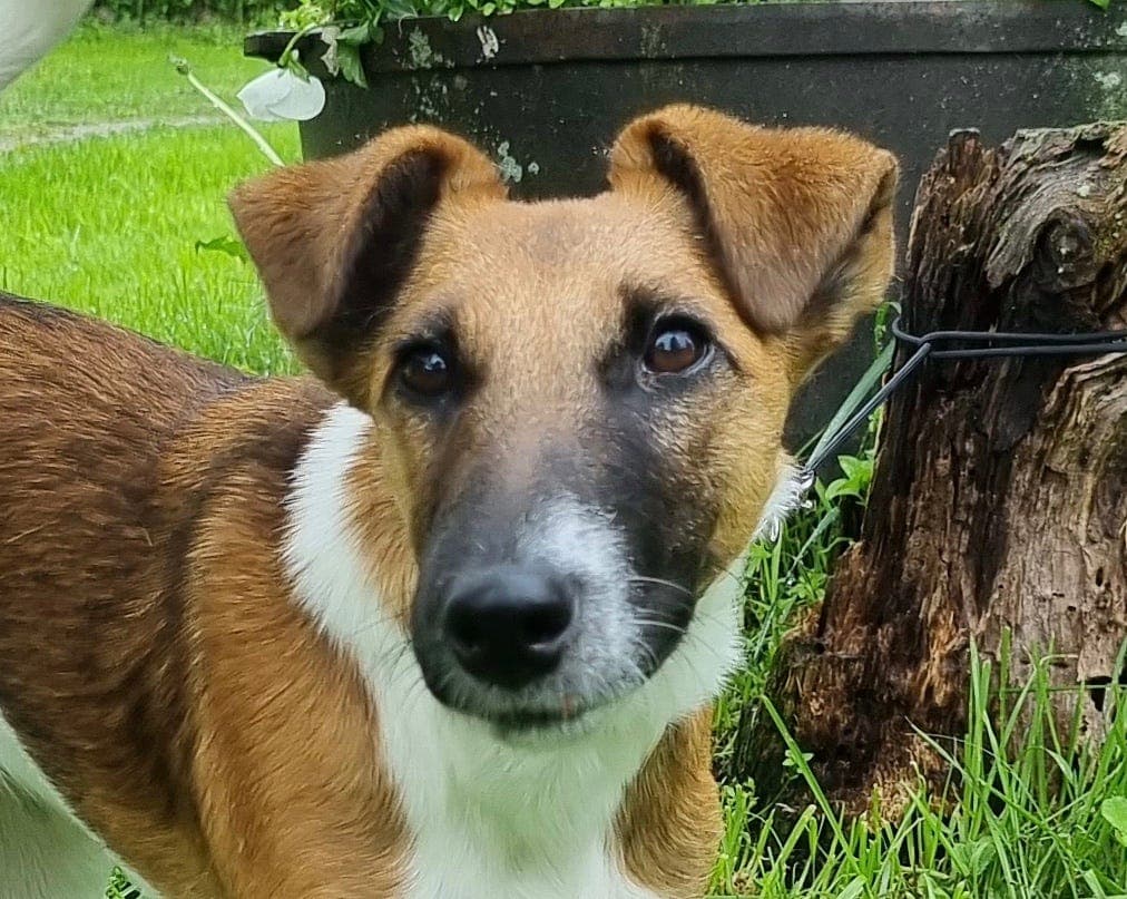 Fox terrier tispevalp