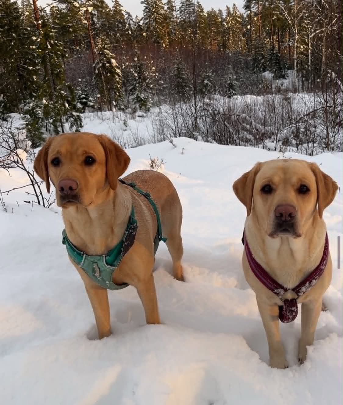 Jaktlabrador valper