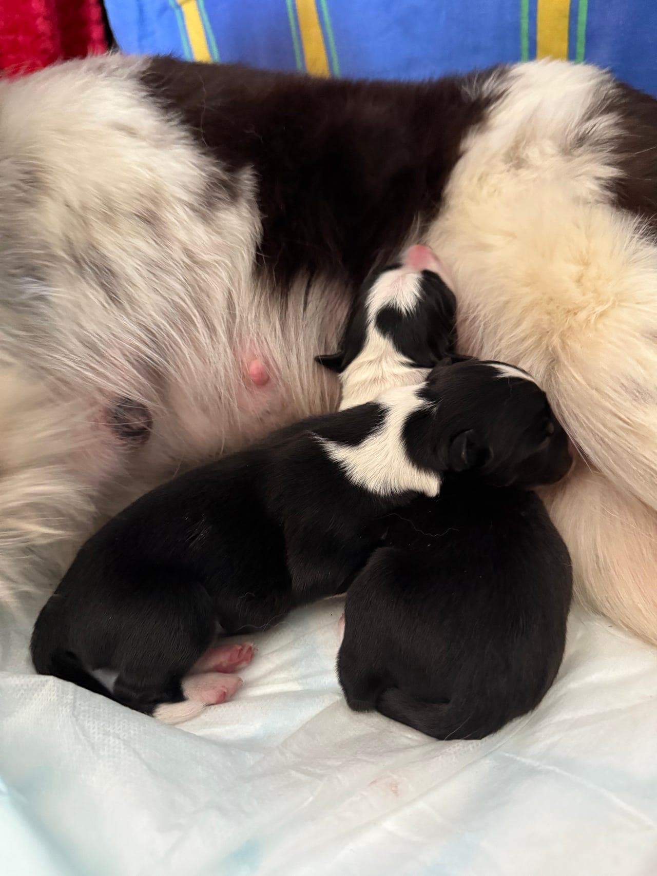 Border Collie valper