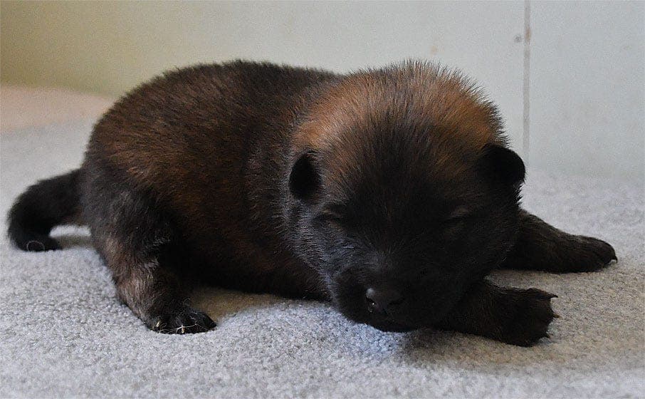 Eurasier - valper fra Kennel Fjellflokken