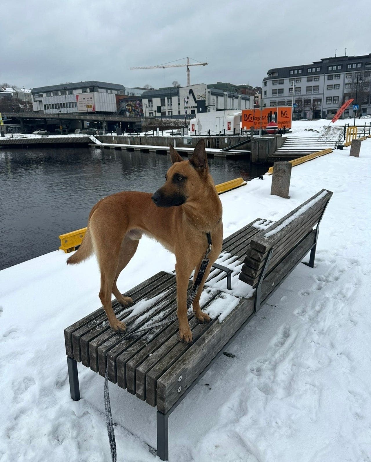 Søkshund vurderes selges til rett hjem